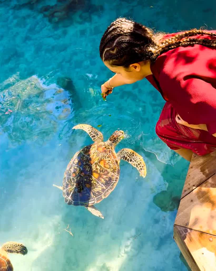 Swimming with turtles